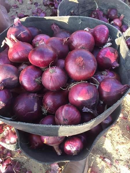 Product image - We are  ( Kemet farms )  here  in Egypt 
we export all agricultural crops with high quality .
Fresh_onion 
● we can Delivery your request for any country
● Grade A
● packing : 10 , 15 or 25 kg 
● for Orders please send your message call Us +201271817478
● Export  manager
mrs/ Donia Mostafa
